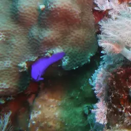 Orchid Dottyback, photo 6