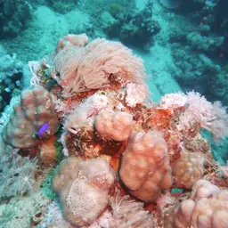Orchid Dottyback, photo 7