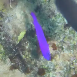 Orchid Dottyback, photo 8