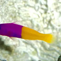 Bicolor Dottyback, photo 1