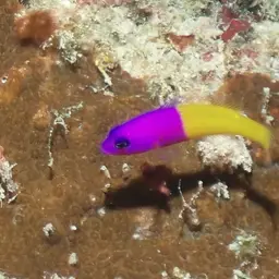 Bicolor Dottyback, photo 2