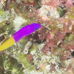 Bicolor Dottyback, photo 3