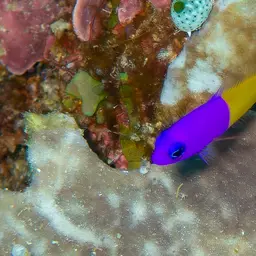 Bicolor Dottyback, photo 4