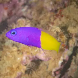 Bicolor Dottyback, photo 5