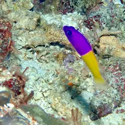 Bicolor Dottyback, photo 6