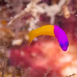 Bicolor Dottyback, photo 7