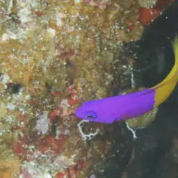 Bicolor Dottyback, photo 8