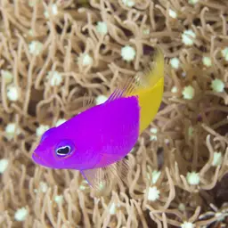 Bicolor Dottyback, photo 9