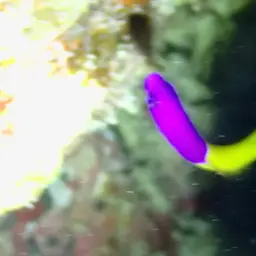 Bicolor Dottyback, photo 10