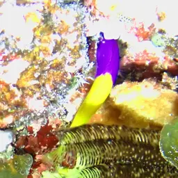 Bicolor Dottyback, photo 11
