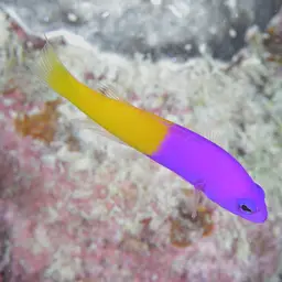 Bicolor Dottyback, photo 12