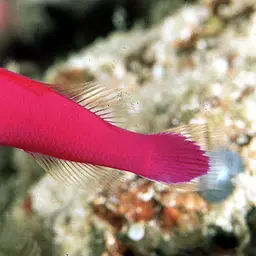Dottyback, photo 1