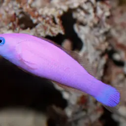Dottyback, photo 2