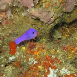 Dottyback, photo 6