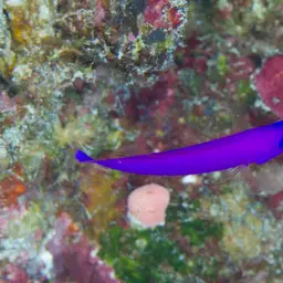 Dottyback, photo 7