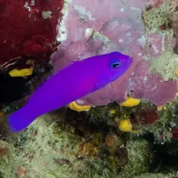 Dottyback, photo 8