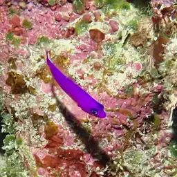 Dottyback, photo 9