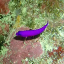 Dottyback, photo 11