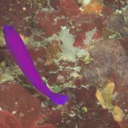 Dottyback, photo 12