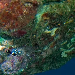 Striped Dottyback, photo 1