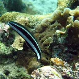 Striped Dottyback, photo 2