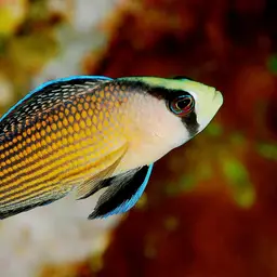 Dottyback, photo 1