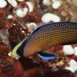 Dottyback, photo 2