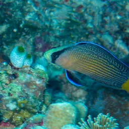 Dottyback, photo 3
