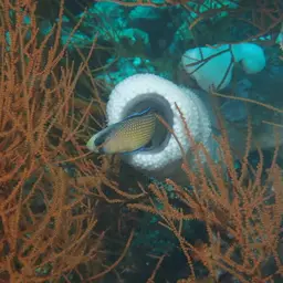 Dottyback, photo 4