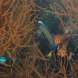 Dottyback, photo 5