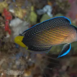 Dottyback, photo 6