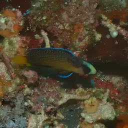 Dottyback, photo 7