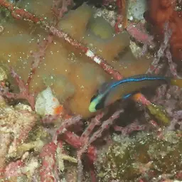 Dottyback, photo 8