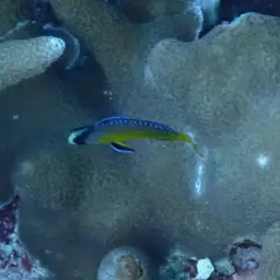 Dottyback, photo 9