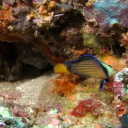 Dottyback, photo 11