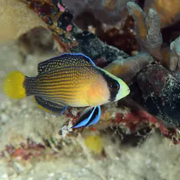 Dottyback, photo 12