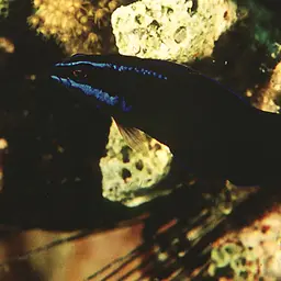 Blue-striped Dottyback, photo 1