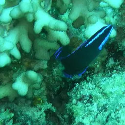 Blue-striped Dottyback, photo 2