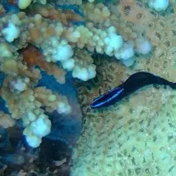 Blue-striped Dottyback, photo 3