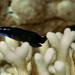 Blue-striped Dottyback, photo 4