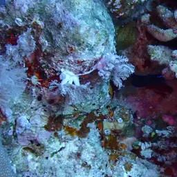 Blue-striped Dottyback, photo 5