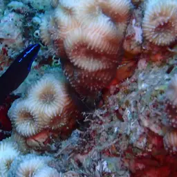 Blue-striped Dottyback, photo 6