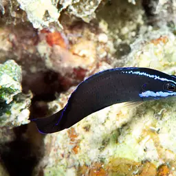 Blue-striped Dottyback, photo 7