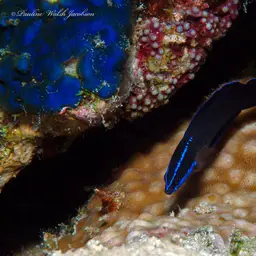 Blue-striped Dottyback, photo 8
