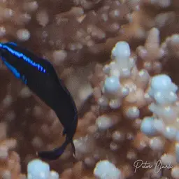 Blue-striped Dottyback, photo 9
