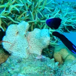 Blue-striped Dottyback, photo 10