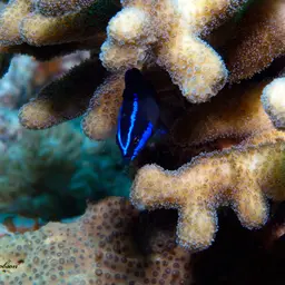 Blue-striped Dottyback, photo 11