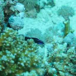 Blue-striped Dottyback, photo 12