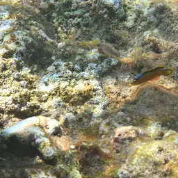 Horseshoe-tailed Dottyback, photo 1