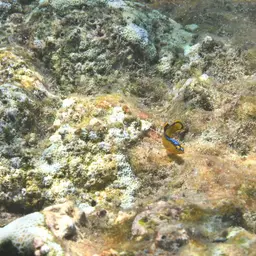 Horseshoe-tailed Dottyback, photo 2